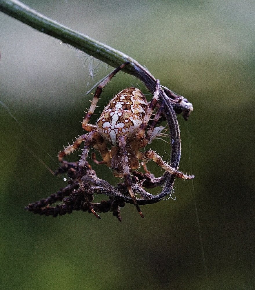 Photograph by Анатолий Васильев
