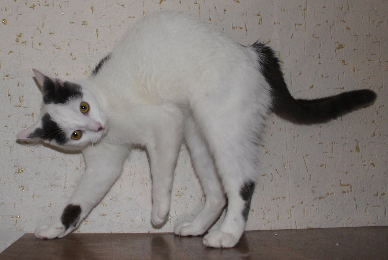 Photo #3505815