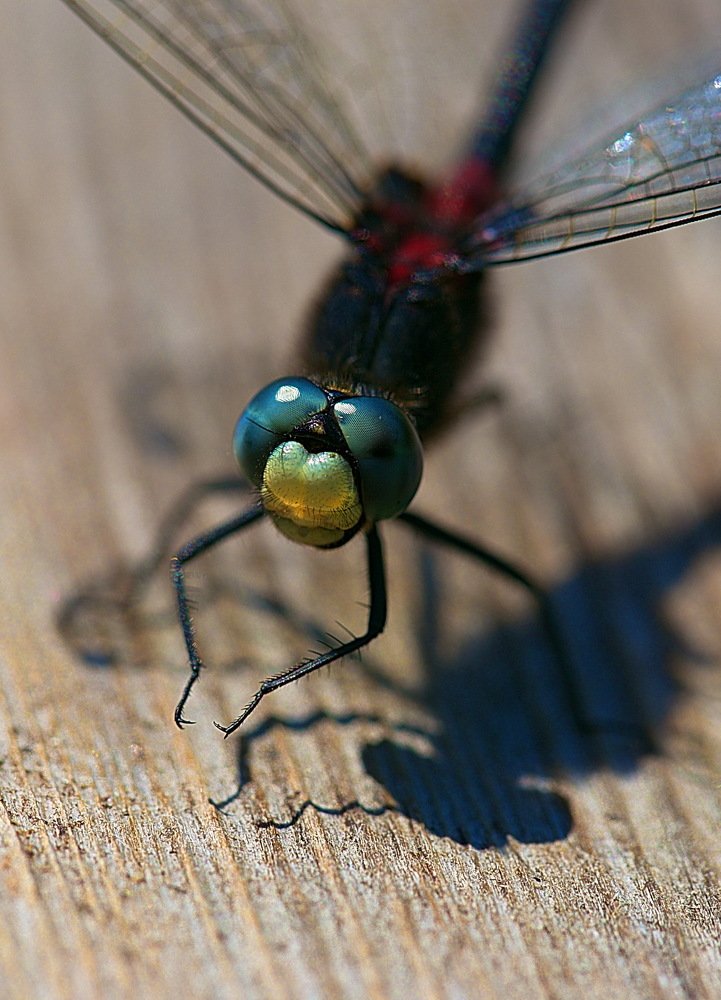 Photograph by Анатолий Васильев