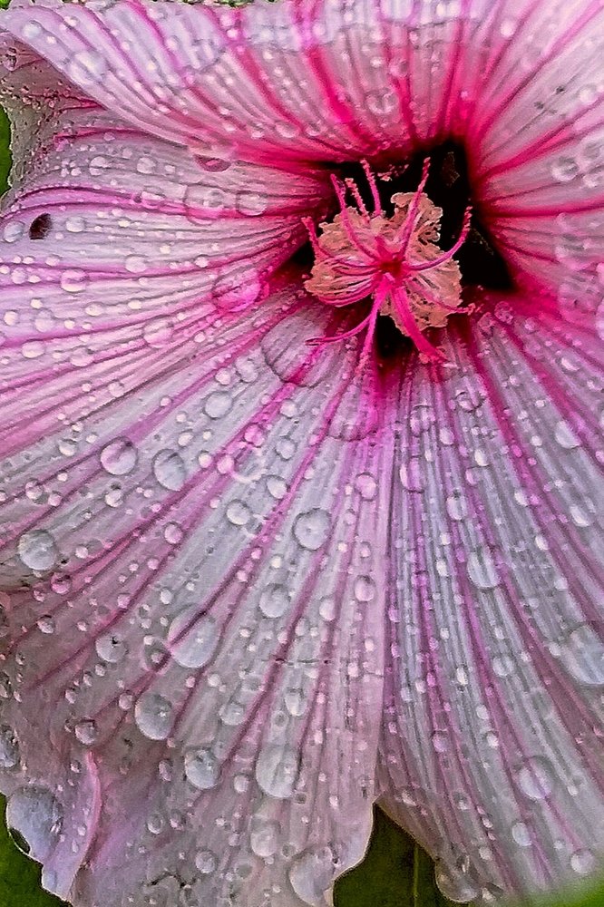 Лаватера после дождя.