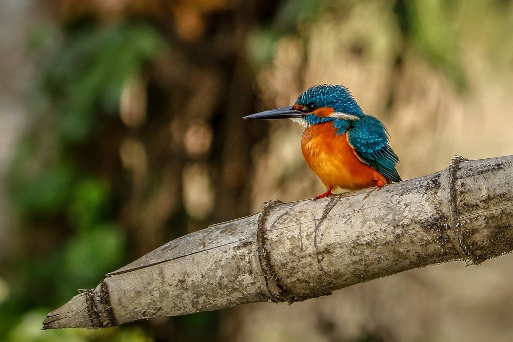 Photograph by Tamim Mohamad Genius