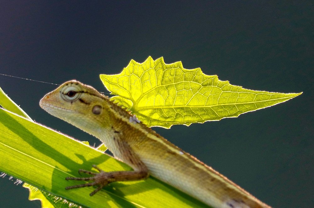 Photograph by Tamim Mohamad Genius