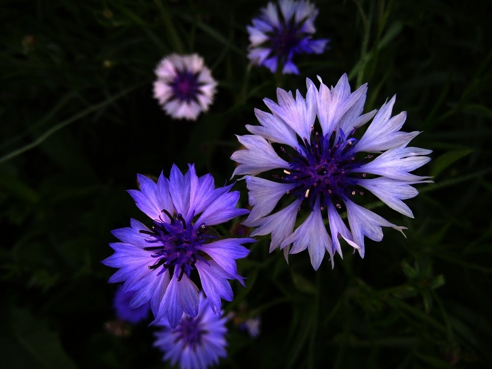 Splash Вспышка