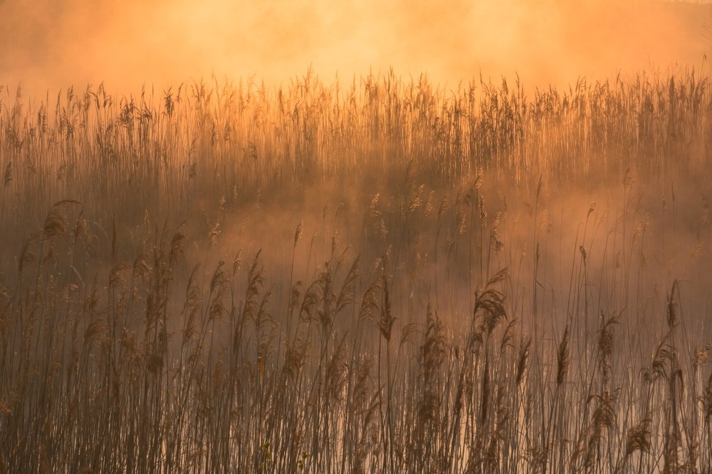 Фотография автора Мержанов Дима