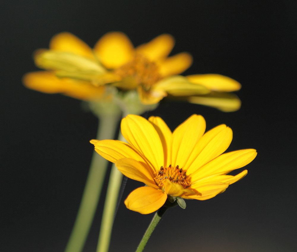 Photograph by Ірина Шандрук