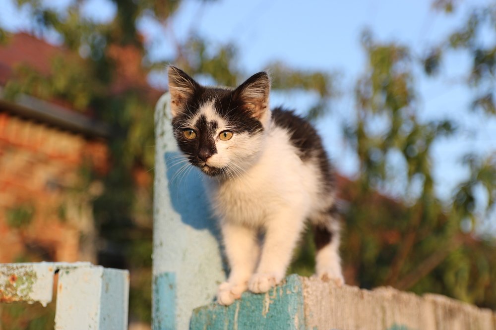 Фотография автора Станислав Компаниец