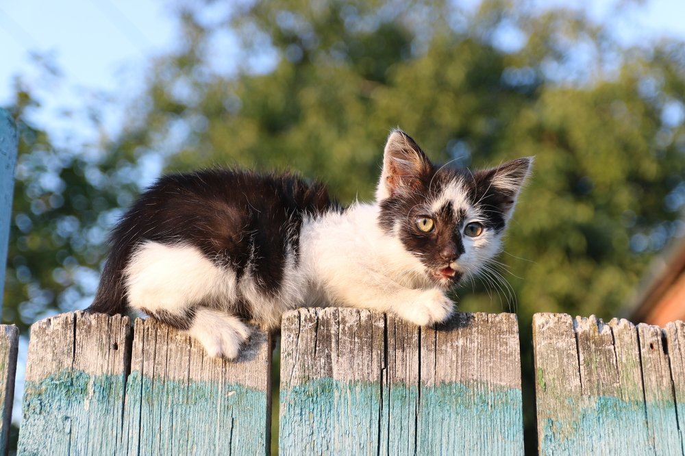 Фотография автора Станислав Компаниец