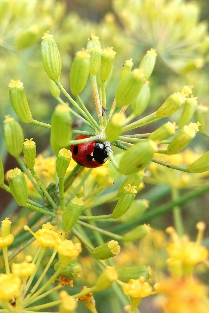Божья коровка