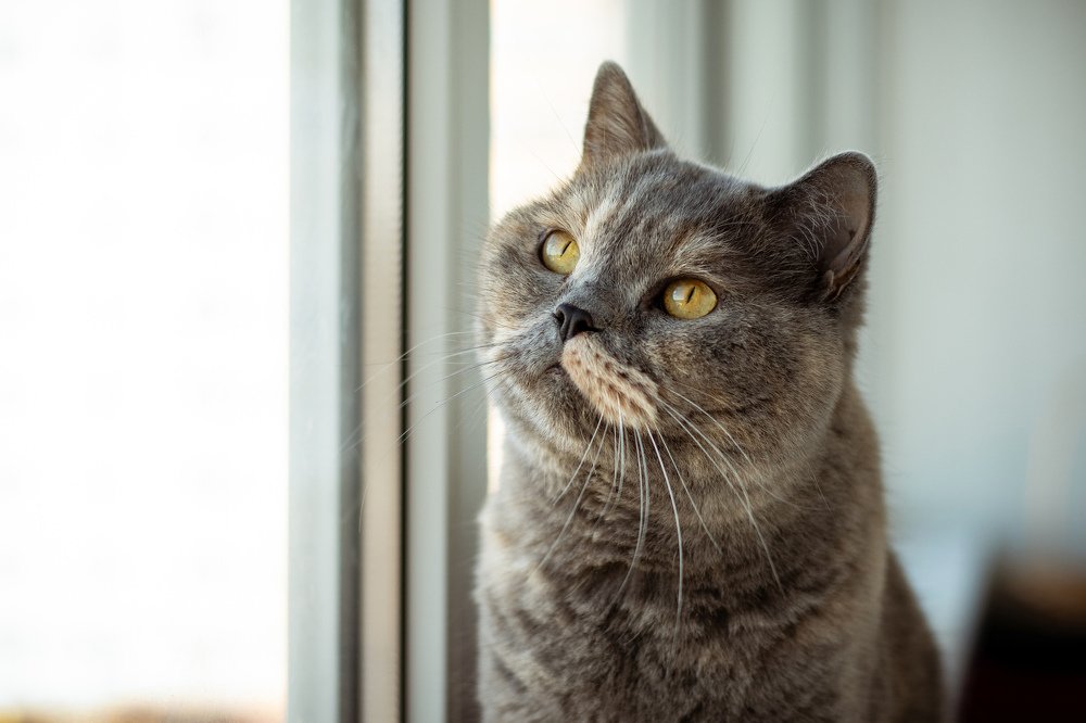 Мечтательница