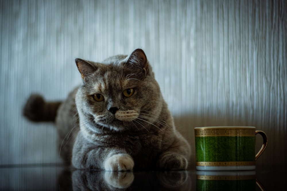 Игривое настроение