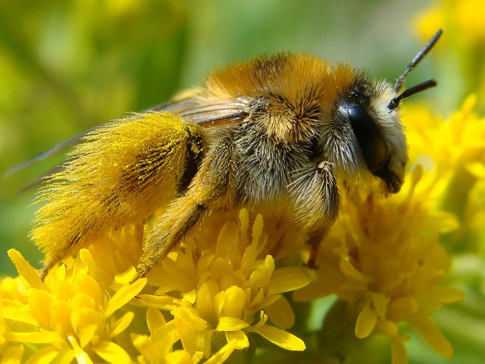 В позолоте.