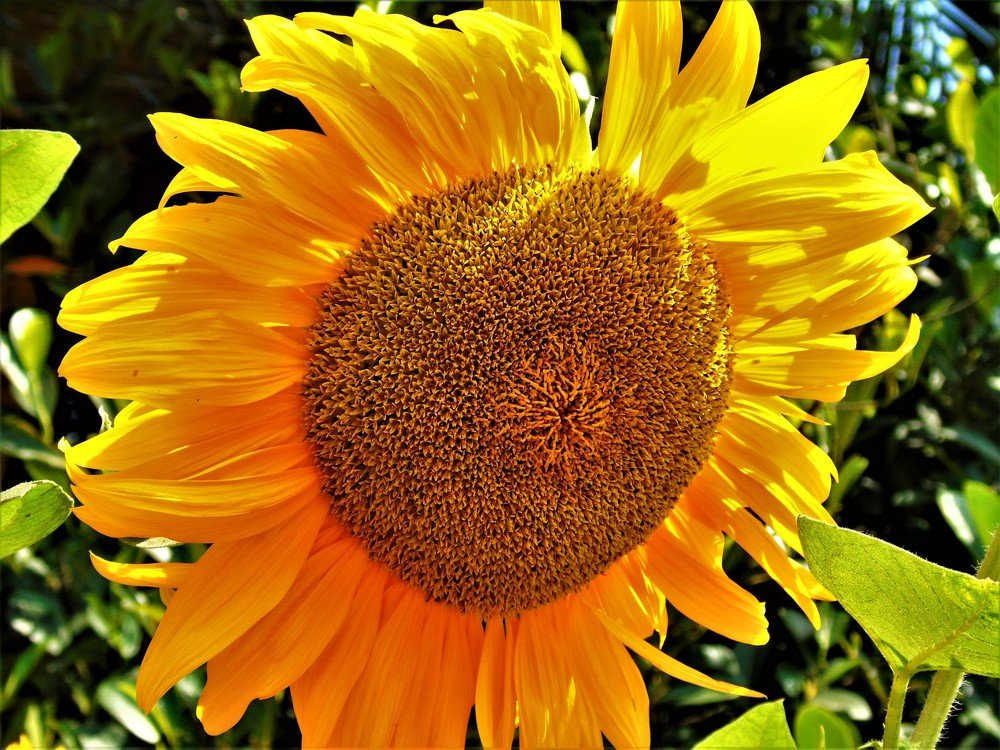 Photograph by Rezwan Nobel