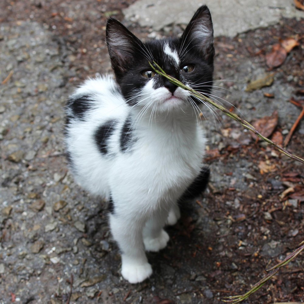 Любопытный носик