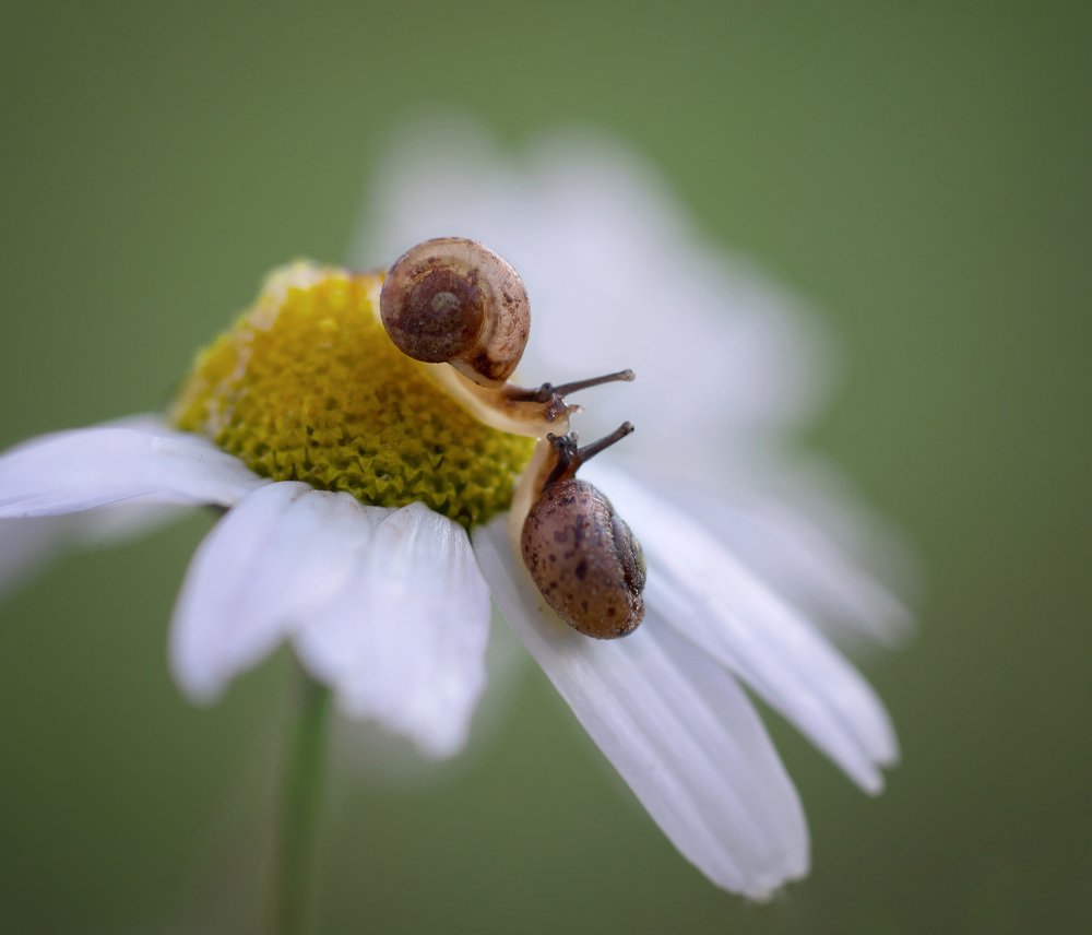 Photograph by Татьяна Пименкова