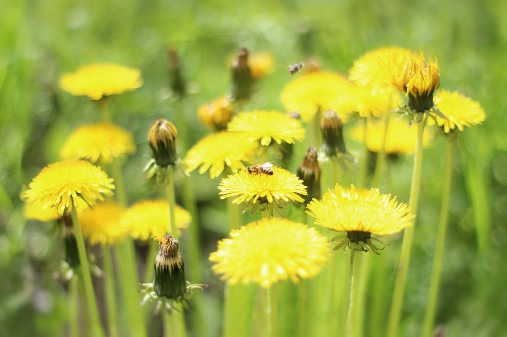 Солнечные одуванчики