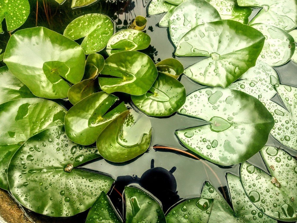 Photograph by Žanas Kalvaitis