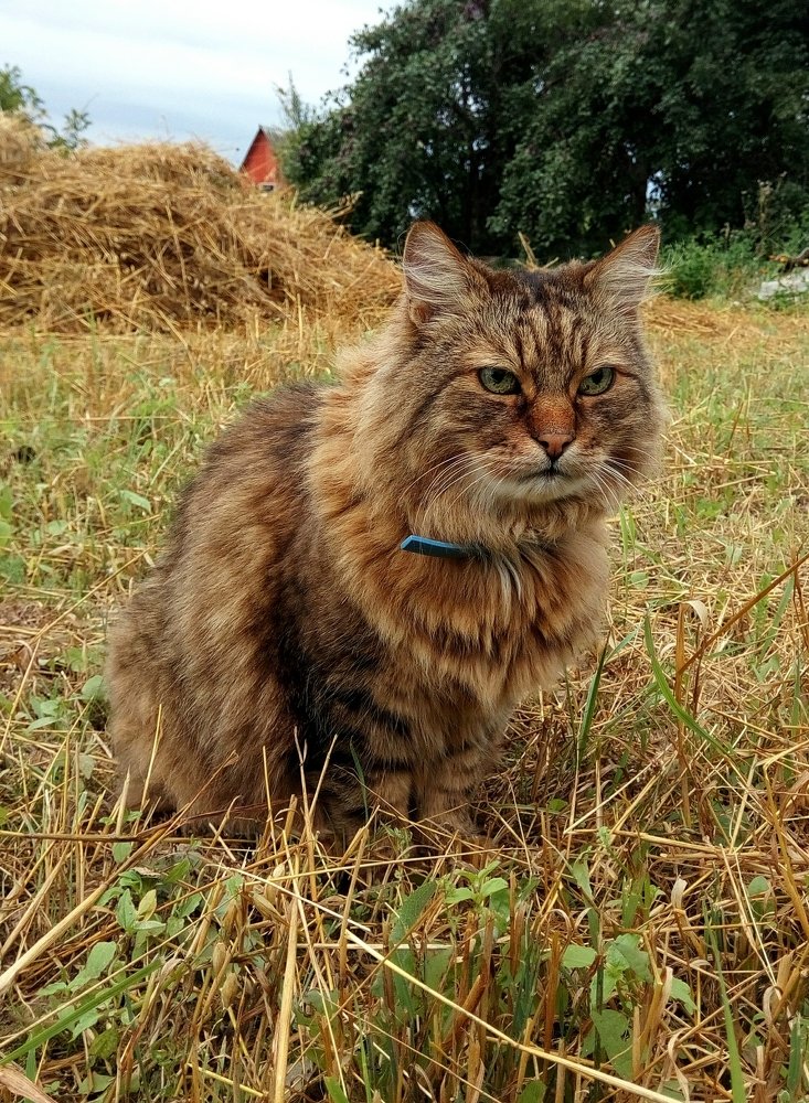 Дневной дозор