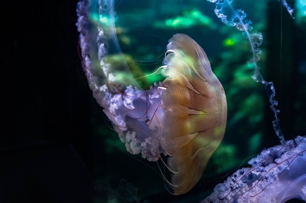Pacific Sea Nettles Chrysaora fuscescens