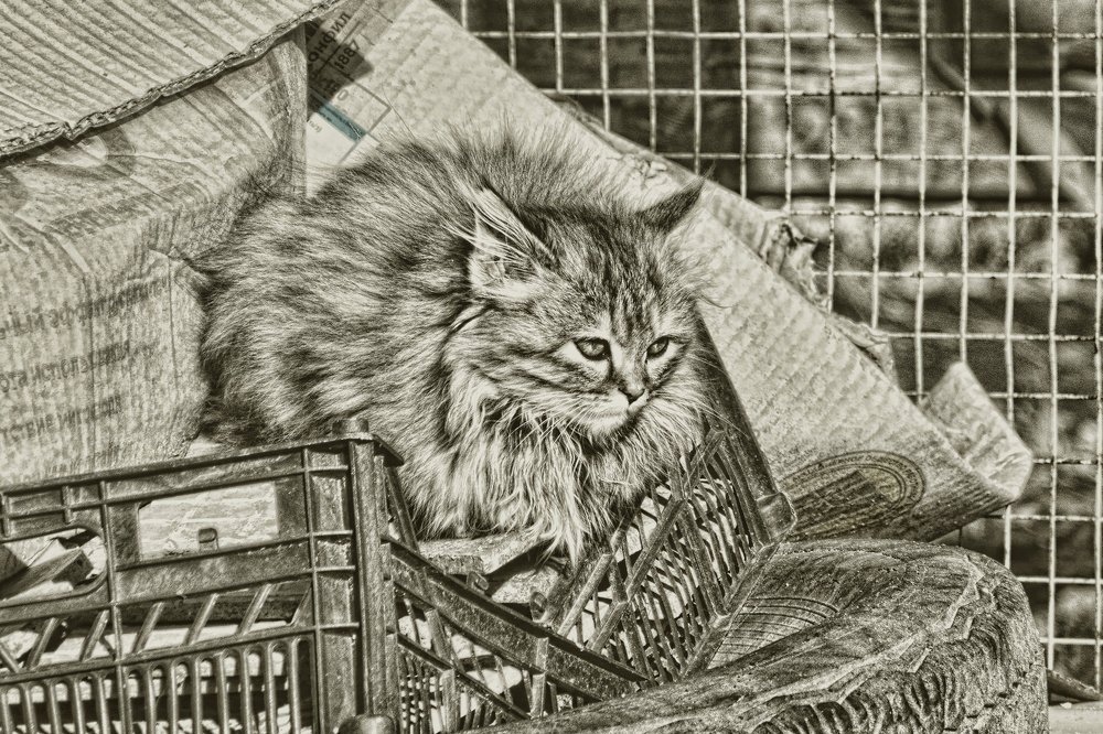 Photograph by Анастасия Сосновская