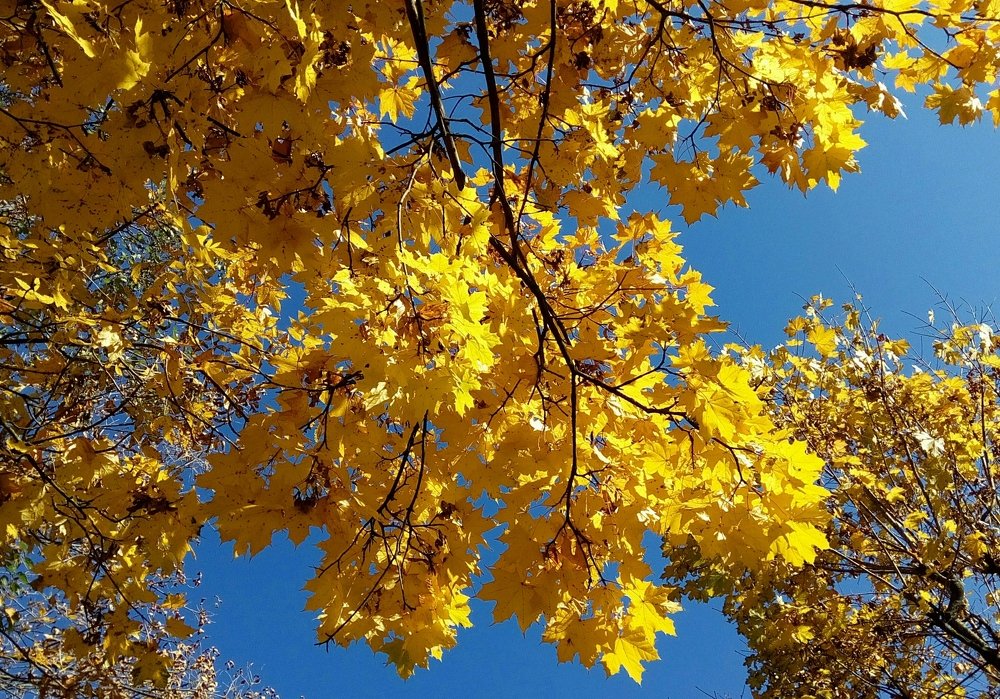 Золотая осень