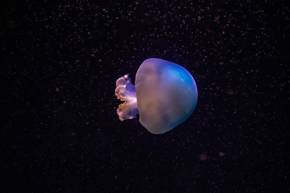 Small Rhizostomae  jellyfish