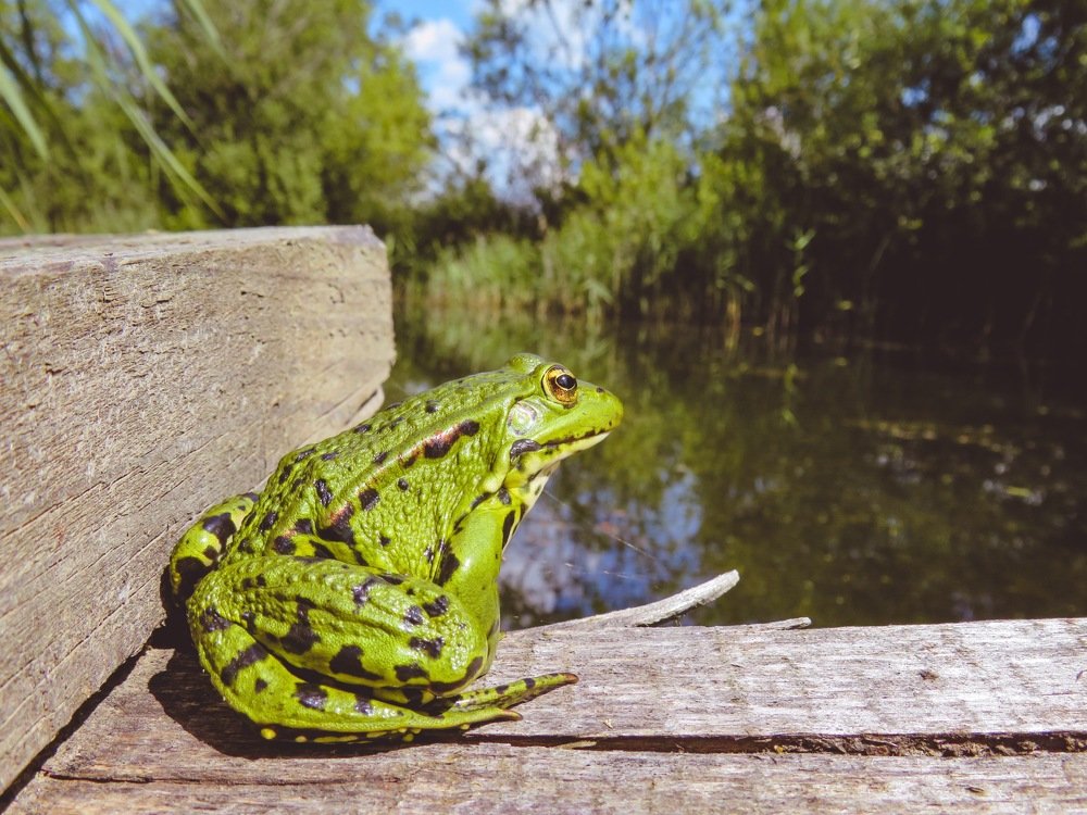 Лягушка-романтик