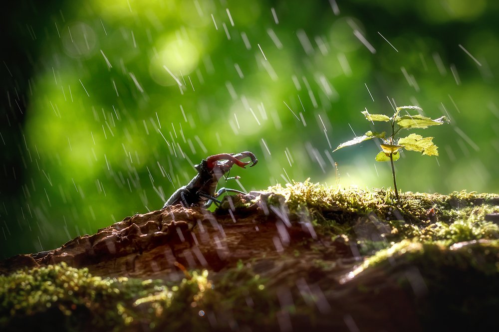 Летний дождь