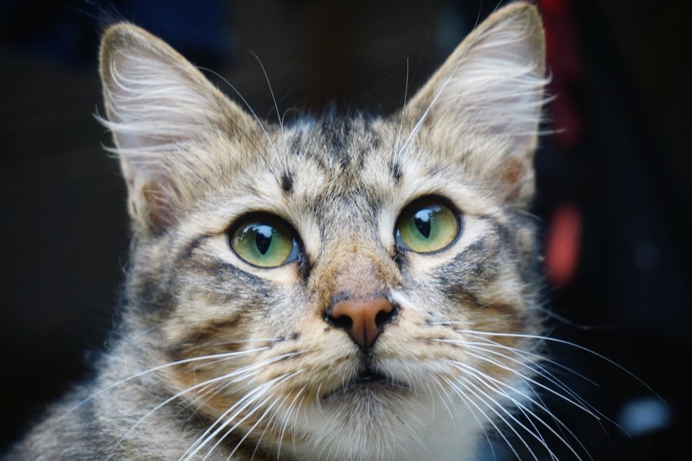 Photograph by Katibin Nurhajar