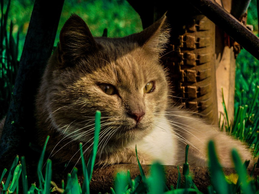 Photo #3507246