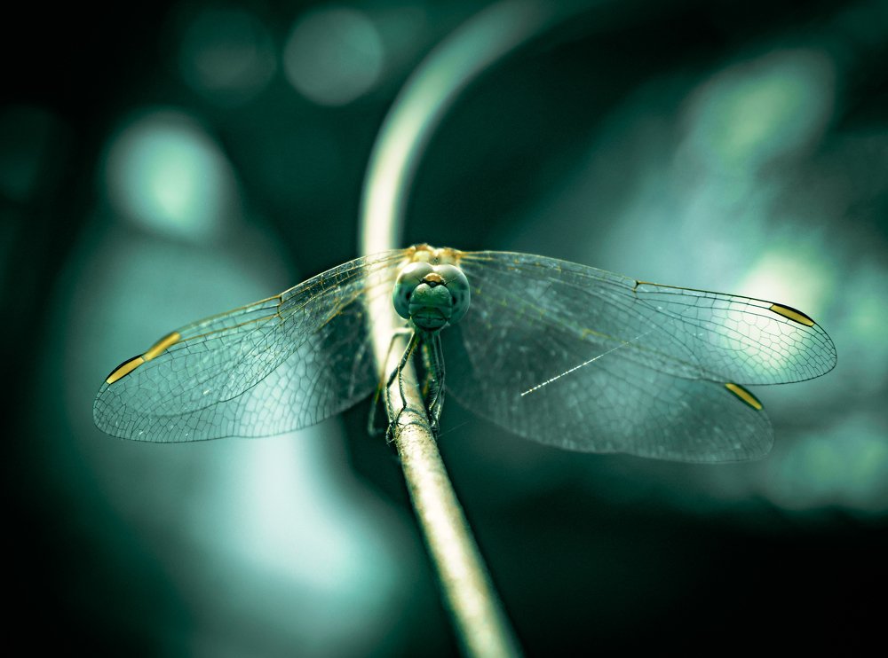 Dragonfly