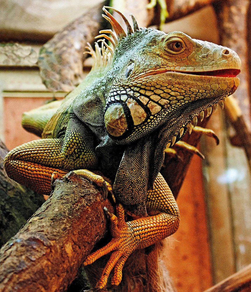 ОХ И КРАСИВЫЙ ЖЕ Я!