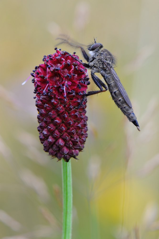 Камлание шамана.