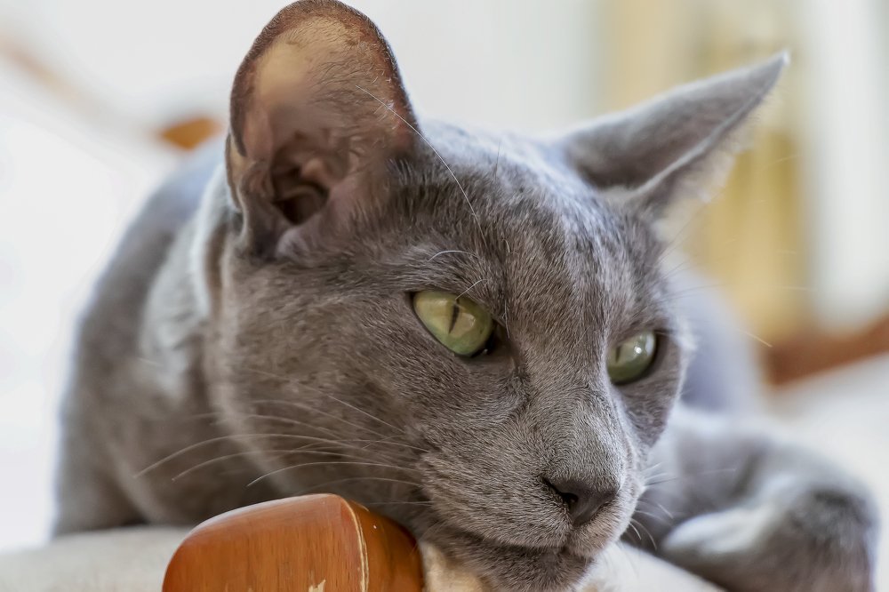 Орхидея Ист Даймонд