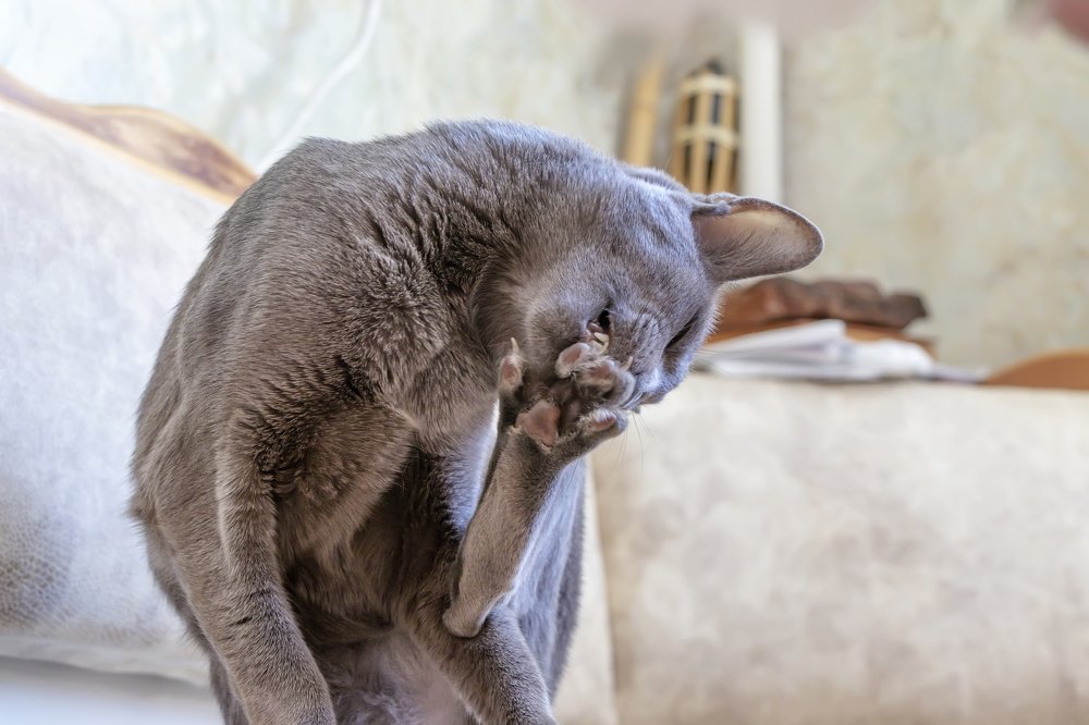 Орхидея Ист Даймонд