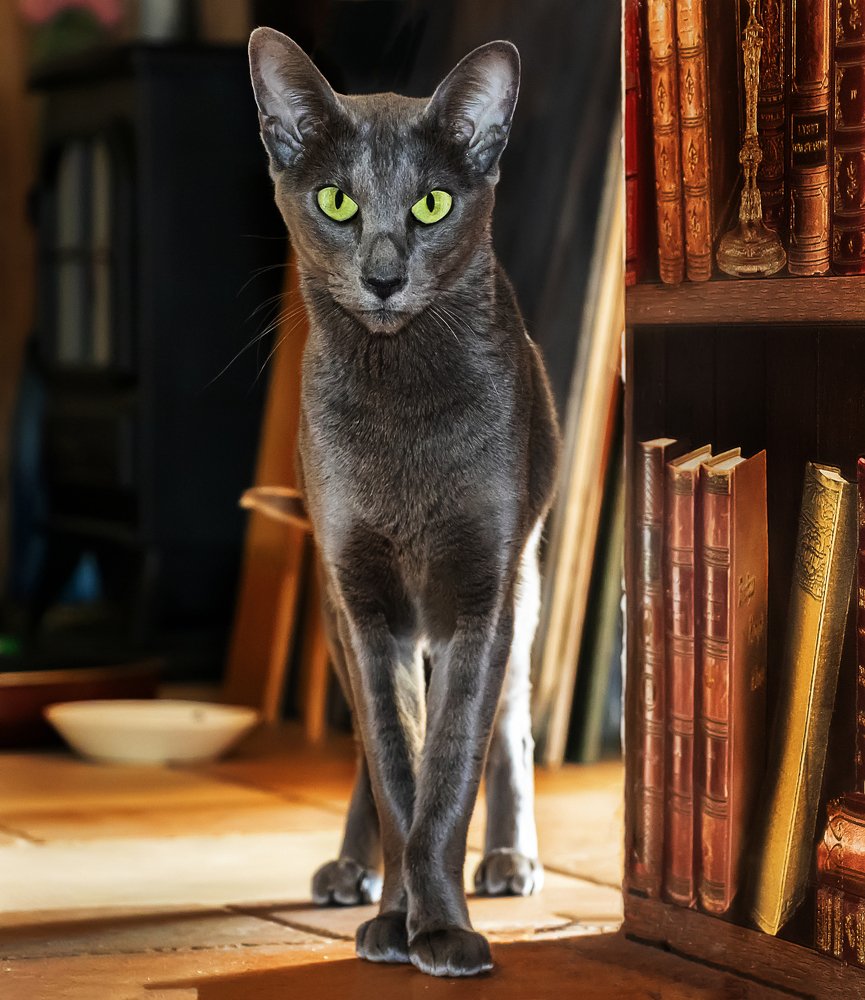 Орхидея Ист Даймонд