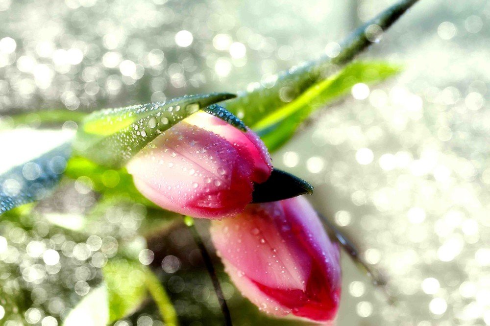 Photograph by Светлана Ковалёнок