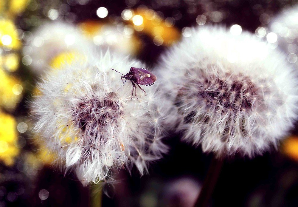 Photograph by Светлана Ковалёнок