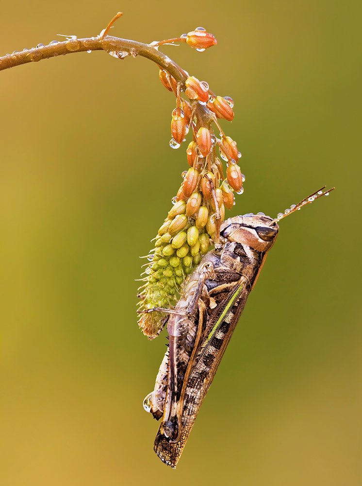 Photograph by Mario Fiorucci