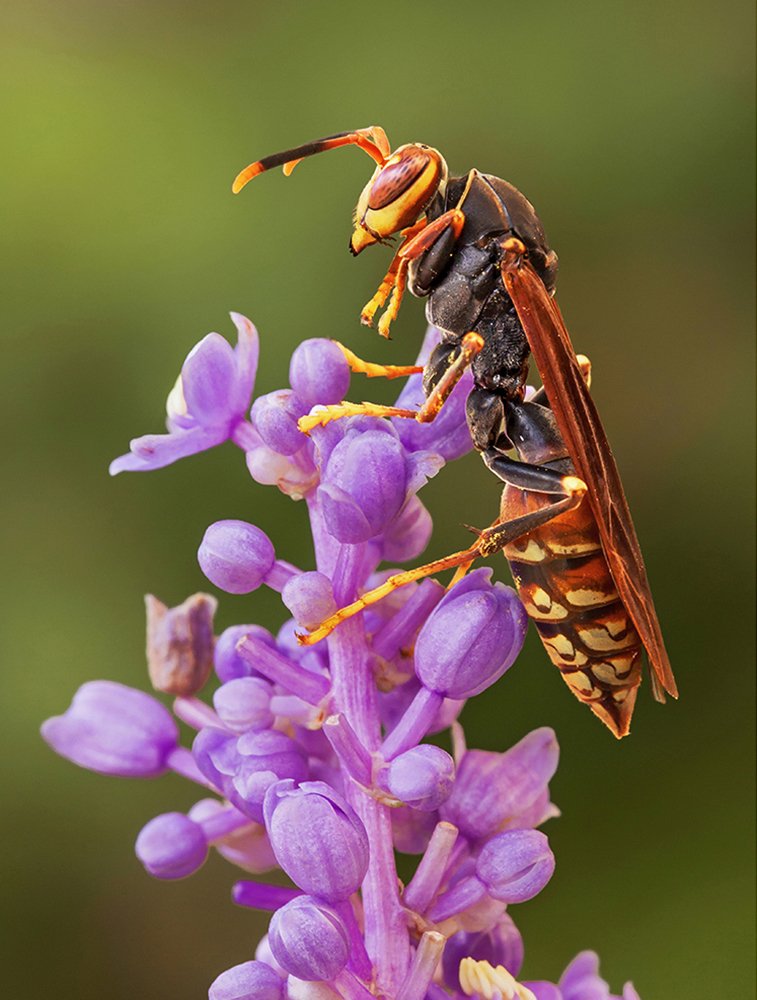 Photograph by Mario Fiorucci