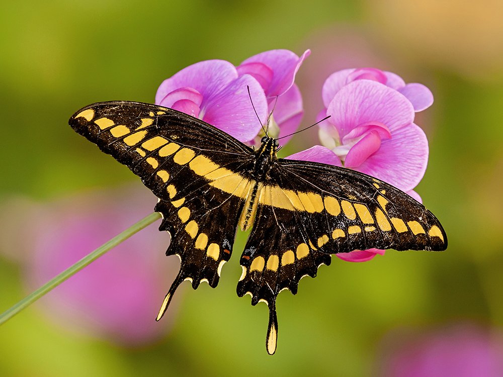 Photograph by Mario Fiorucci