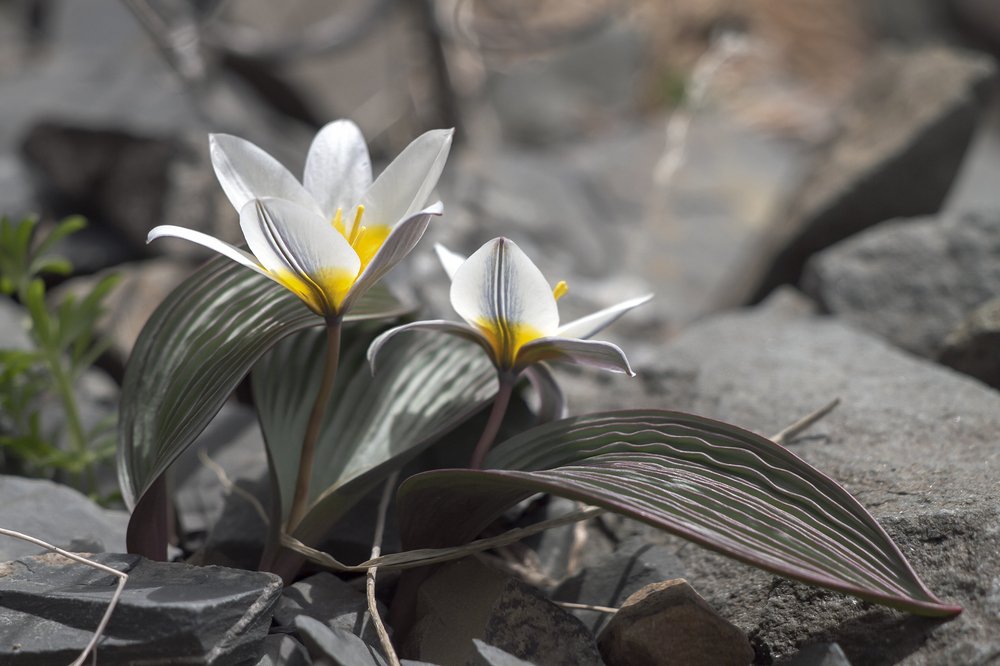 Тюльпан Регеля