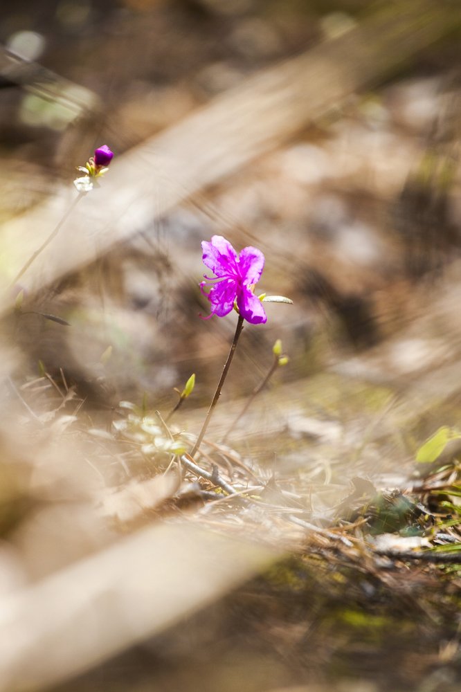 Photograph by Ирина Кузькина