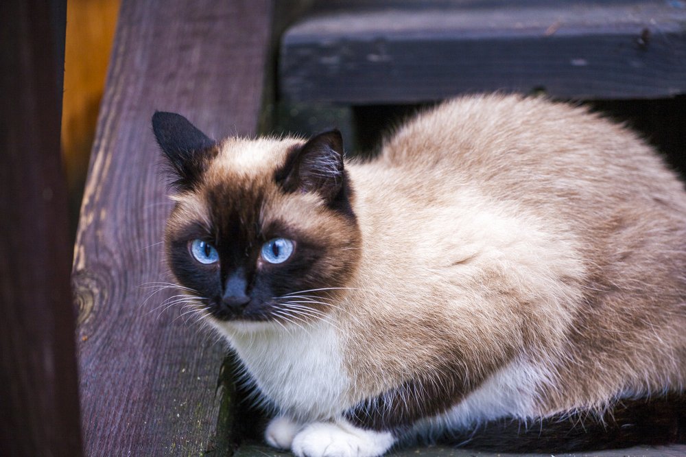 Photograph by Ирина Кузькина