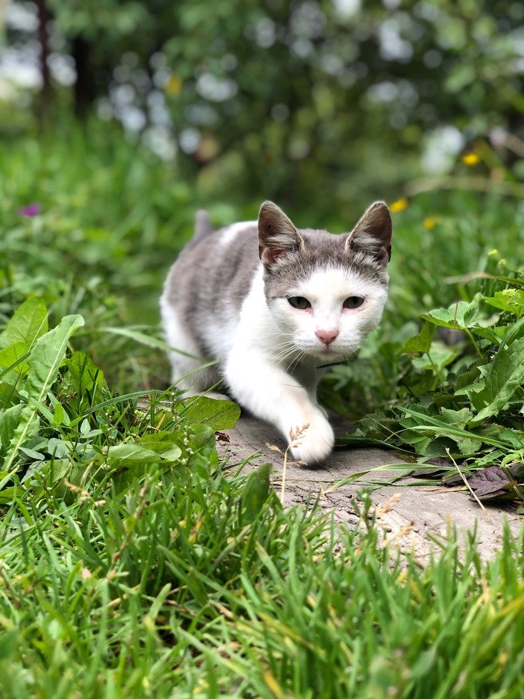Любопытство взяло верх