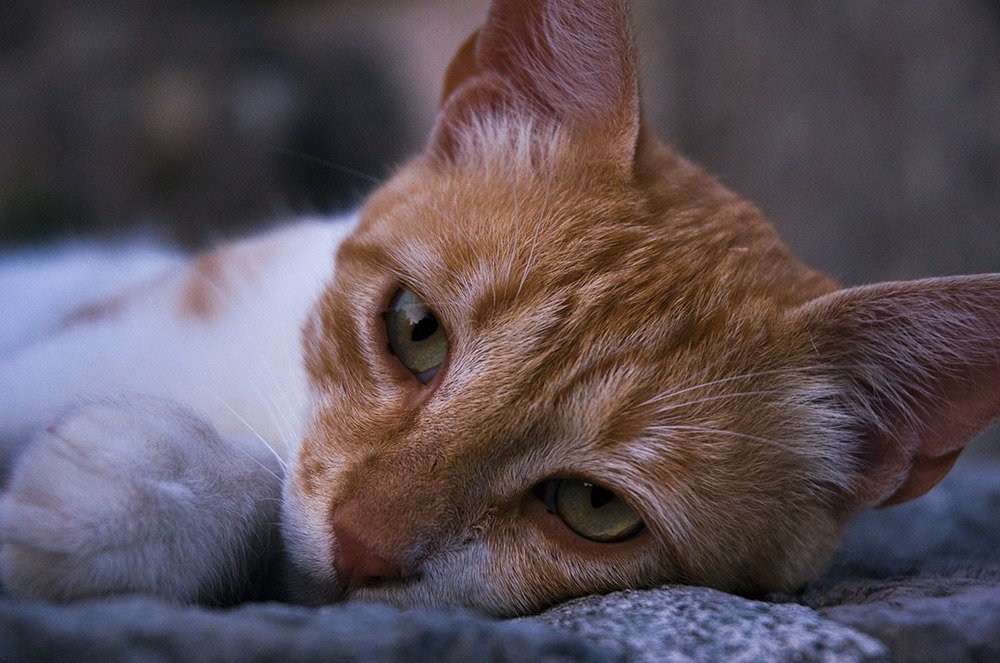 Photograph by Anton Udovenko