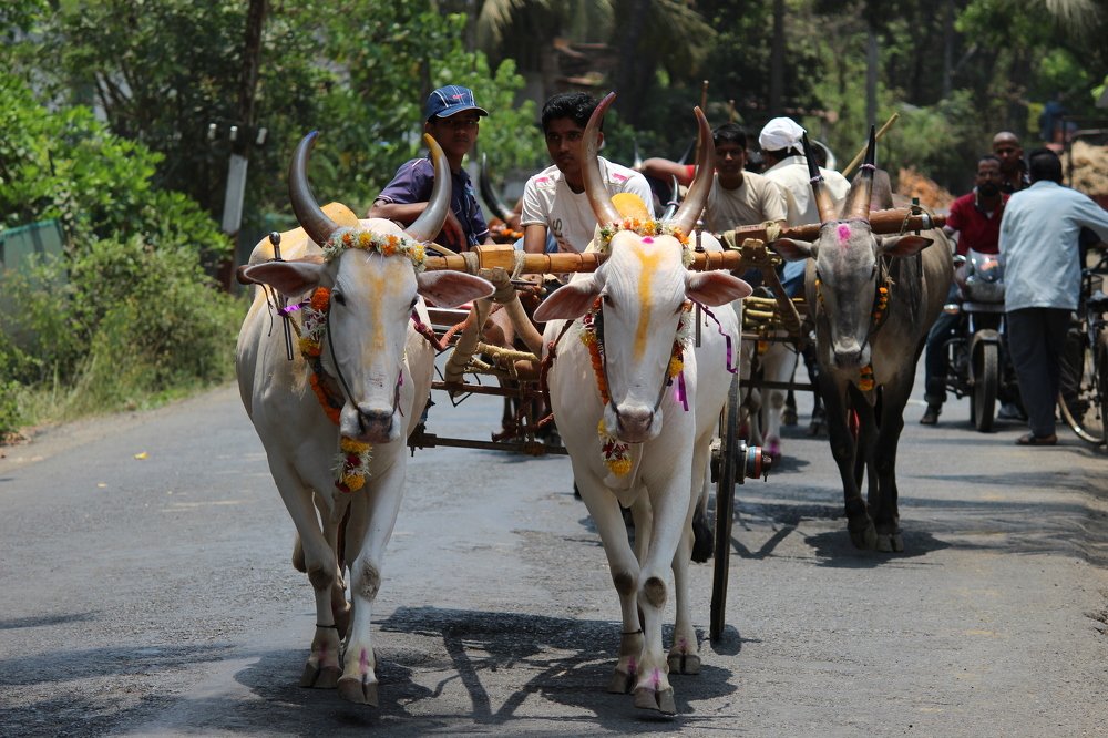 Photograph by Yogesh Mhatre