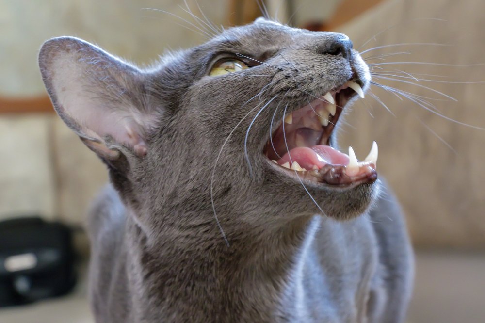 Photograph by Григорий Аспиотис