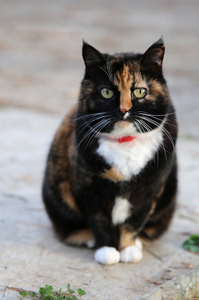 Photograph by Александр Цабель