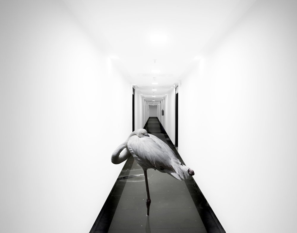 Photograph by reza lashgari