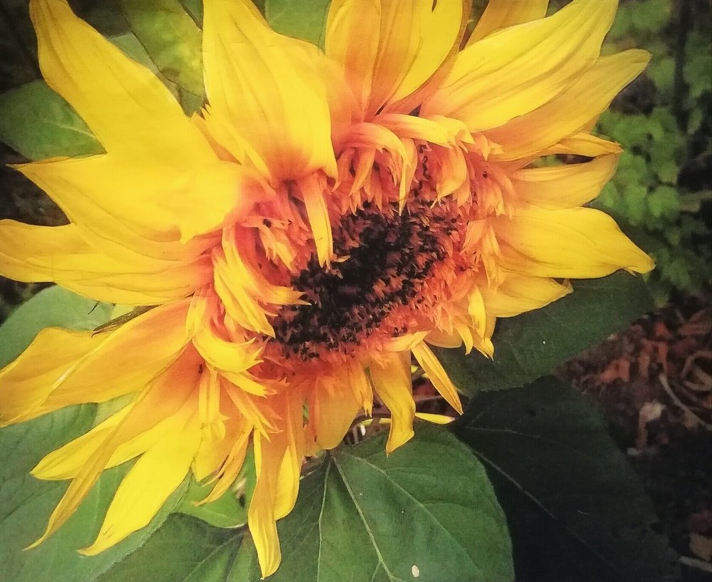 Photograph by Людмила Селегенева